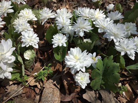 Sanguinaria Canadensis F Multiplex Double Flowered Bloodroot Z 4 8