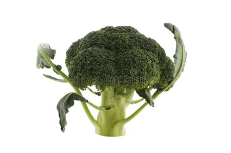 264 Broccoli Standing Isolated White Stock Photos Free And Royalty Free