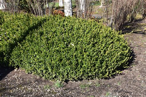 This is a high maintenance shrub that will require regular care and upkeep, and can be pruned at anytime. Winter Gem Boxwood (Buxus microphylla 'Winter Gem') in ...
