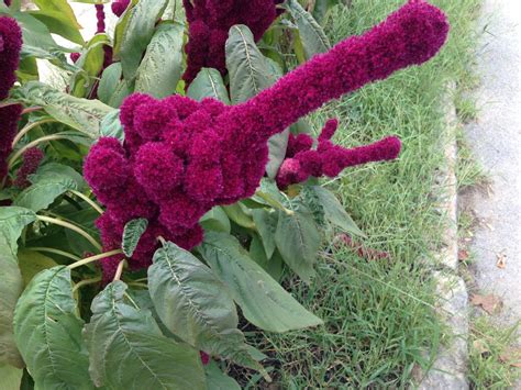 Good cut flower, edible seed head. USA SELLER Elephant Head Amaranth (Penis shaped) 25 seeds