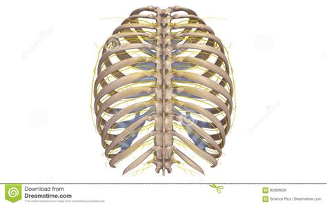 A cervical rib forms from the overdevelopment of the transverse process of a cervical vertebra, typically from the seventh cervical vertebra in the neck known as c7. Ribs With Nerves Posterior View Stock Illustration - Illustration of floating, ribcage: 82869626