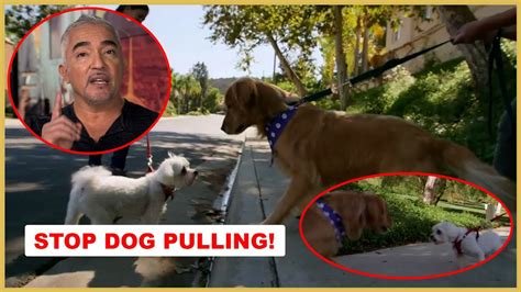 How To Solve Leash Aggression With Cesar Millan Dog Nation Youtube