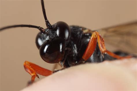 Absurd Creature Of The Week The Wasp Whose Spit Gets It Laid Wired