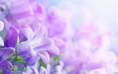 Purple Flower Backgrounds Background Flowers Desktop Floral