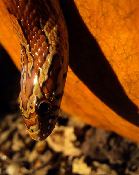 Pumpkin Snake — Weasyl