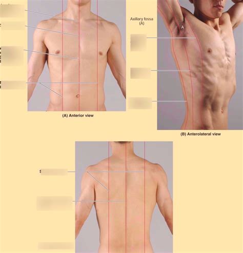 Thorax Surface Anatomy Diagram Quizlet