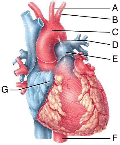 This is an online quiz called blood vessel labeling. The Cardiovascular System: The Heart Flashcards | Easy Notecards