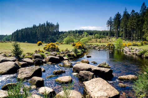 Bellever Forest Dartmoor National Park Devonuk Stock Image Image