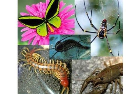 Phylum Arthropoda General Characteristics And Classification Online Science Notes
