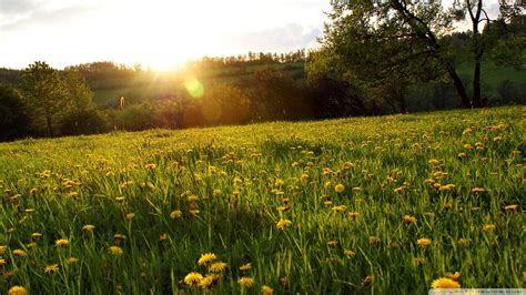 67 Spring Meadow Wallpaper Wallpapersafari