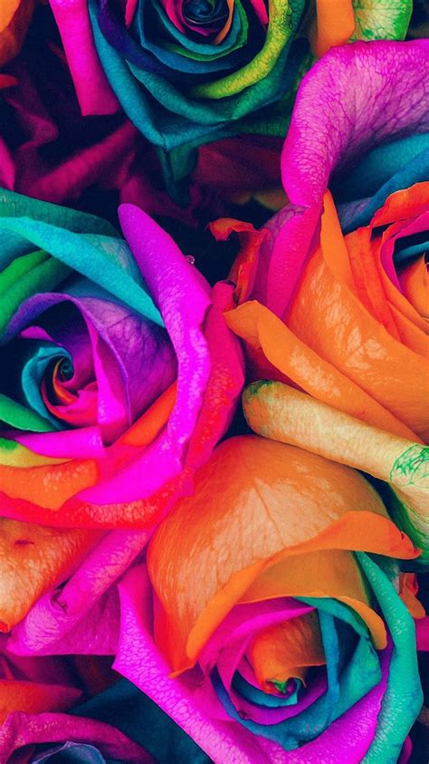 Flower Rose Color Blue Rainbow Art Nature Iphone 8 Wallpapers Free Download