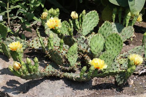 To use cactus you will need python 3.x and the requests library beforehand. Canadian Wildlife Federation: Cacti of Canada