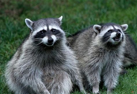 How To Know If A Raccoon Has Babies All You Need To Know Pest Samurai