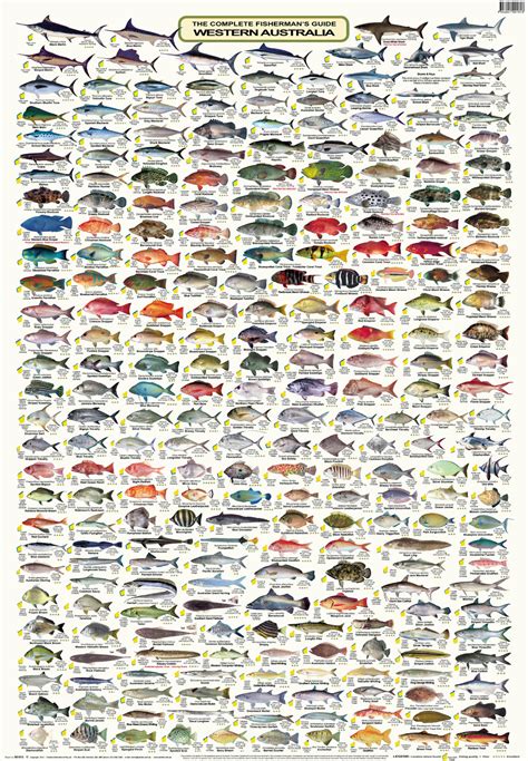 Saltwater Fish Species Identification Chart