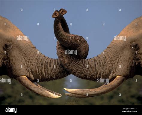 Elephants Holding Trunks Hi Res Stock Photography And Images Alamy