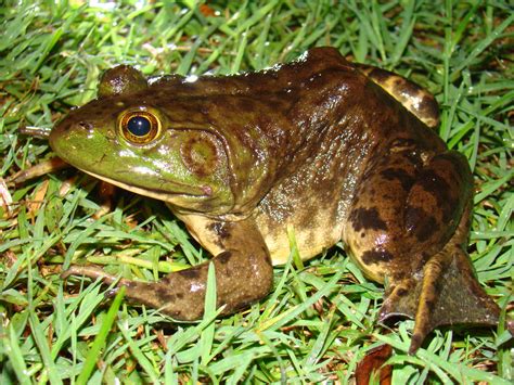 American Bullfrog Lithobates Catesbeianus Brad Gloriosos Personal