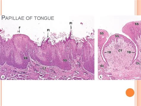 Histology Of Tongue By Dr Sobia Ibrahim Assistant