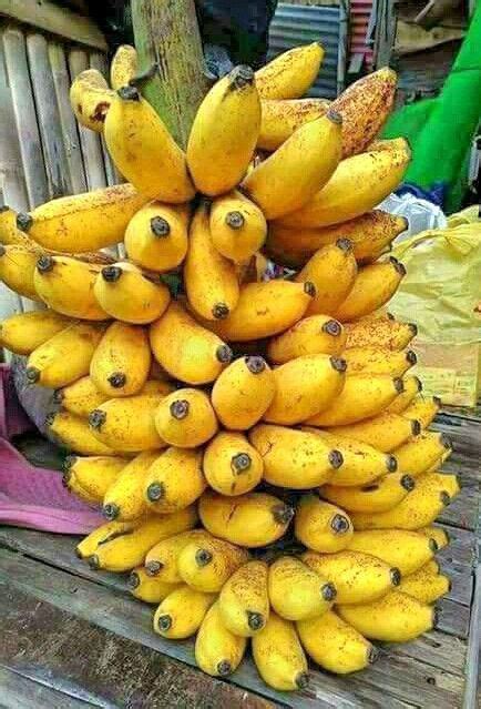 Latundan Bananas Banana Plants Grow Banana Indoor Banana Tree