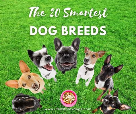 The 20 Smartest Dog Breeds Life With My Dogs
