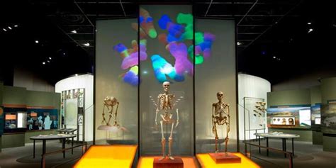 Hall Of Human Origins At American Museum Of Natural History The