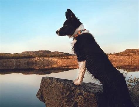 15 Things Only Border Collie Owners Will Understand Border Collie