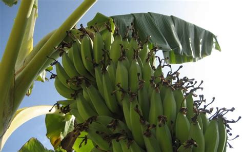 How To Grow Bananas Essential Tips On Growing Banana Trees