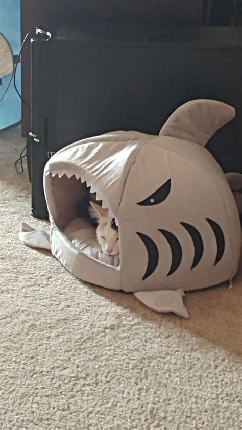 Finally Caught Him Sleeping In The Shark Bed Cats