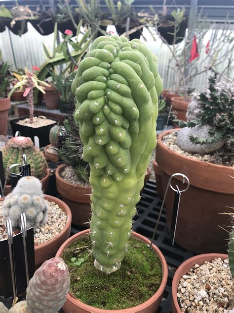 Moon cactus, also known as gymnocalycium mihanovichii or hibotan cactus, is native to south american deserts in grafting enables its vascular system to obtain nutrients from a host plant, baldwin explains, adding. Brain boi : cactus