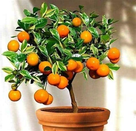Satu hal yang perlu diperhatikan adalah menyesuaikan syarat tumbuh pohon. Tanaman Buah-buahan dalam Pot | Bibit Online