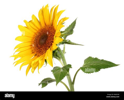 Sunflower With Leaves Hi Res Stock Photography And Images Alamy