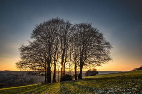 131 500 Zbiorów Zdjęć Fotografii I Beztantiemowych Obrazów Z Kategorii Bezlistne Drzewo Istock