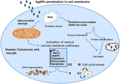 Possible Anticancer Mechanism Of Green Synthesized Agnps And Various