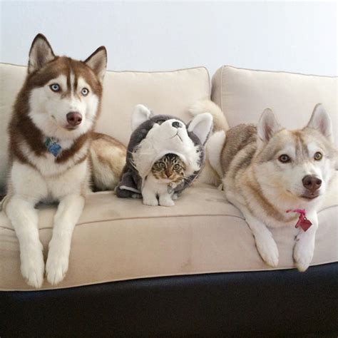 Huskies Become Best Friends With A Cat 15 Pics