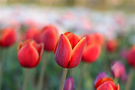 Jual bunga tulip asli murah harga terbaru 2020 tokopedia beli bunga tulip asli online berkualitas dengan harga murah terbaru 2020 di tokopedia pembayaran mudah pengiriman cepat bisa cicil 0. 15 Gambar Bunga Tulip yang Indah dan Cantik | Roman Kamelove