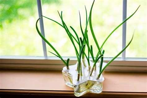 How to grow green onions in your own kitchen (water method)