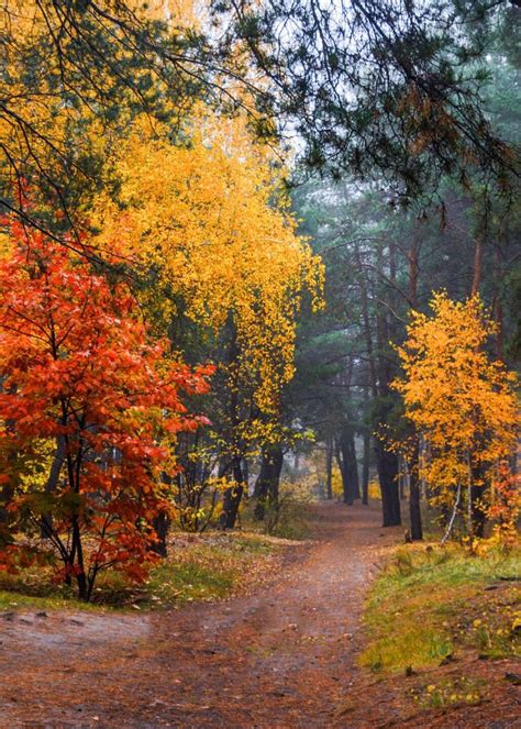Pathway In Autumn Kiev Ukraine By Mykhailo Sherman Landscape Trip