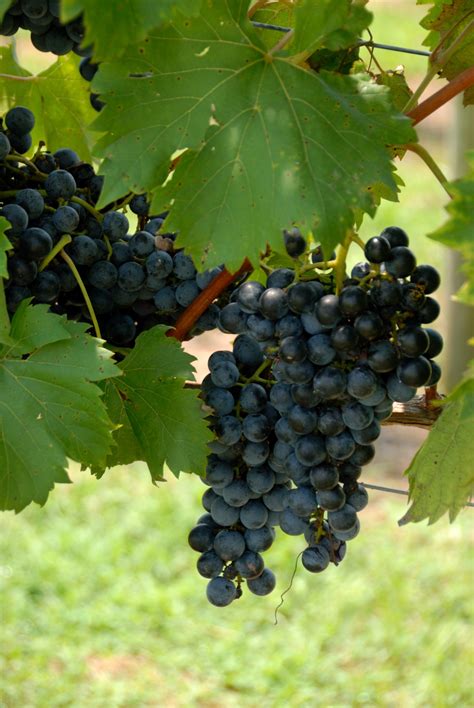 Grapes On Vine Free Stock Photo Public Domain Pictures
