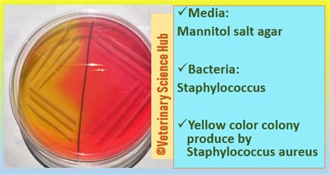 Staphylococcus On Mannitol Salt Agar
