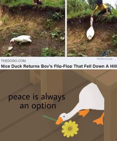 The Best Goose Memes Memedroid