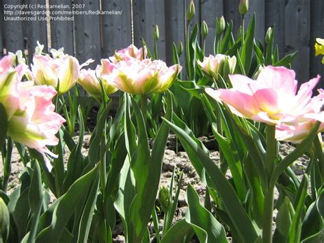 Plantfiles Pictures Double Early Tulip Peach Blossom Tulipa By Mgarr