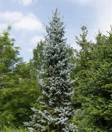 Picea Pungens Hoopsii Colorado Spruce