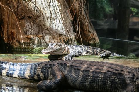 Brown Crocodile Beside Tree Photo Free Alligator Image On Unsplash