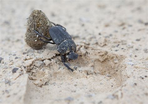 To survive in the arid wilderness of southwestern africa, the namib desert beetle harvests water from thin air. Namib Desert Dung Beetle, Okonjima, Namibia | © Eric ...