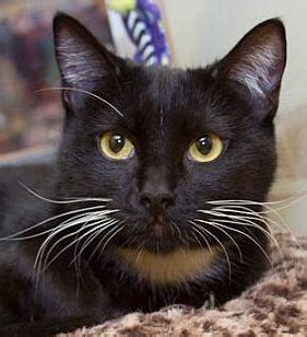 Passionate about pets and people. Charlotte NC - Sweet Female Tuxedo Cat For Adoption ...