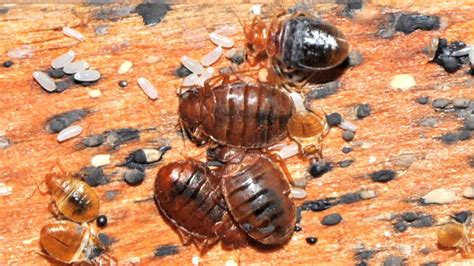 Mereka keluar hanya pada waktu malam dan bersembunyi di siang hari. Tip untuk elak bed bug (pepijat) semasa travel