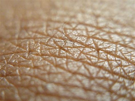 Over 227,390 human skin pictures to choose from, with no signup needed. Human skin pigmentation recreated - with a 3D bioprinter ...
