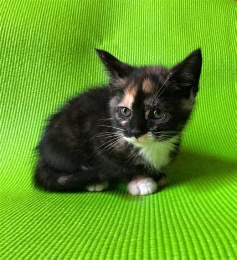List of columbus animal shelters. Domestic Short Hair Cat for Adoption in Columbus, Ohio ...