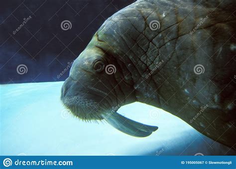 Walrus Odobenus Rosmarus Adult Underwater View Stock Image Image Of