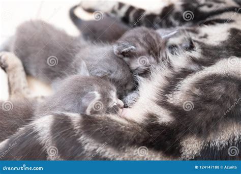 Mother Cat Nursing Babies Kittens Close Up Stock Photo Image Of Milk