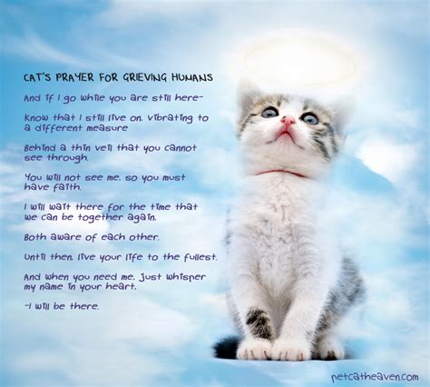 We now ask you to grant our special animal companions your fatherly care and healing power to take away any suffering they have. Cat Death Quotes. QuotesGram